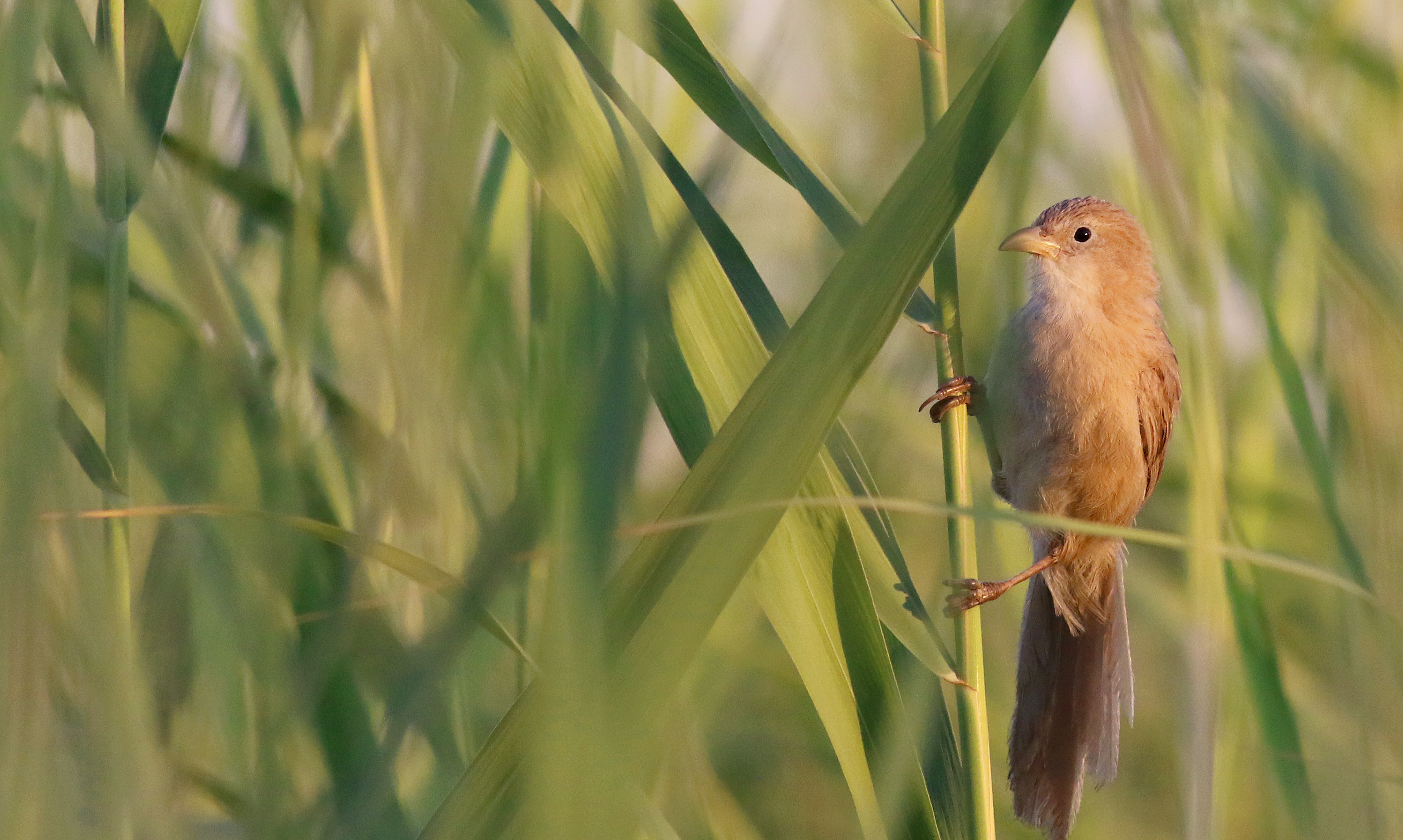 Iraq Babbler